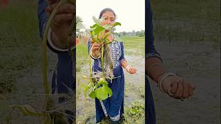 আজ পুকুর থেকে কচুরিপানা ☘️গাছ তুলে আনলাম বাড়িতে লাগাবো বলে 😀 water hyacinth ☘️shorts waterplant [upl. by Naivat]