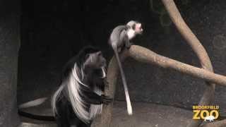 Baby Monkey Reaches 3 Months of Age at Brookfield Zoo [upl. by Noe]