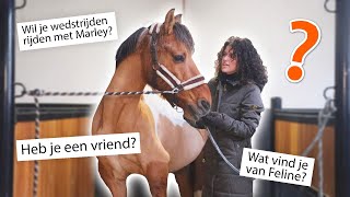 Verzorgster filmt haar dag met mijn paarden VLOGMAS 21 🎄 [upl. by Gaeta915]