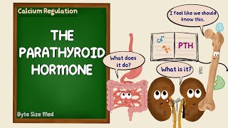 The Parathyroid Hormone  PTH  Calcium Regulation  Endocrine Physiology [upl. by Lodie]