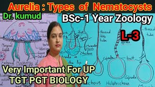 Aurelia Types Of Nematocysts NematocystStructureL3 Zoology BSc1st Year UP TGT PGT BIOLOGY [upl. by Dleifrag]