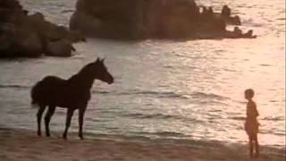 The Black Stallion 01 [upl. by Anilah]