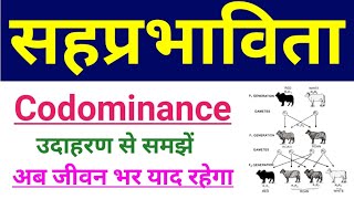 सहप्रभाविता क्या है  codominance in hindi  sah prabhavita  class 12 biology codominance example [upl. by Zwiebel]