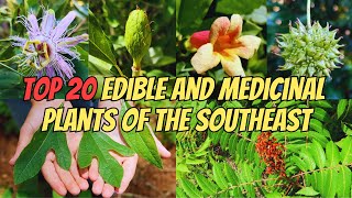 Top 20 Edible and Medicinal Plants of the Southeastern US [upl. by Haveman]