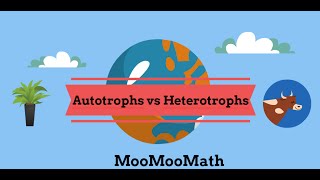 Autotroph vs Heterotroph Producer vs Consumer [upl. by Analem]