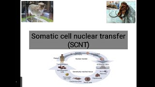 Somatic Cell Nuclear Transfer Animal Biotechnology [upl. by Awhsoj]