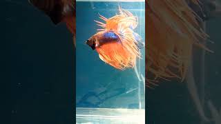 Rare Crowntail Betta Shipping all🇮🇳doorstep delivery📦bettararebettaorangebetta [upl. by Gable]