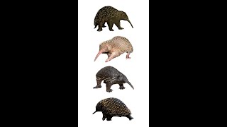 Four Species Of Echidna [upl. by Netsirhk300]