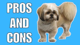 Lhasa Apso Pros And Cons  Should You REALLY Get A LHASA APSO [upl. by Nueoras]