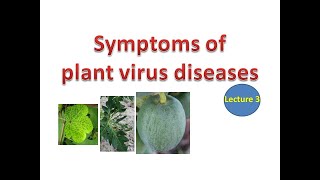 Symptoms of plant virus diseases [upl. by Thorr]