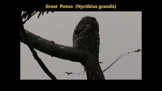 Great Potoo Nyctibius grandis Costa Rica 12032022 [upl. by Bradman98]