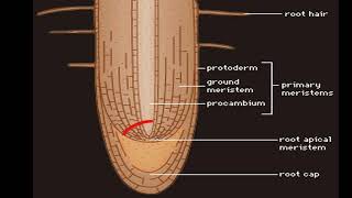 PLANT MERISTEMS  CROP SCIENCE 6049 [upl. by Dincolo]