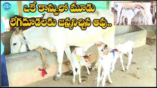 Cow Gave Birth To Three Calves in One Birth  Vijayawada  iDream Guntur [upl. by Ceporah]