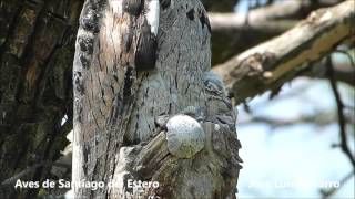 Nacimiento del Kakuy o Urutau comun Nyctibius griseus [upl. by Ayokal4]