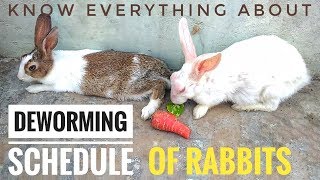 DEWORMING of RABBITS  Everything About Deworming Of Rabbits  How to Deworm Rabbits  Hindi [upl. by Docia300]