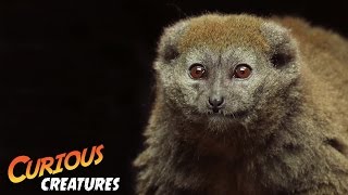 Gentle Lemur  London Zoo [upl. by Levona]