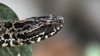 Floridas Venomous Snakes 0410  Pygmy Rattlesnakes [upl. by Mota]