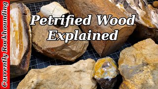 Petrified Wood  What Do You Really Know About It [upl. by Ollie772]