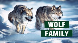 Wolf Pack Survives Harsh 20FT Snow In Yellowstone National Park  White Wolf Documentary [upl. by Dulcine]