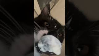 cat asmr volume up asmr kitten [upl. by Ivey]