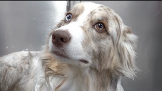 The incredible Australian Shepherd  One of my favourite clients [upl. by Iznik]