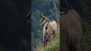 Chamois sound [upl. by Dulla]