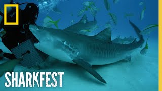 Tiger Sharks Superpowered Jaws  SharkFest  National Geographic [upl. by Llerreg]