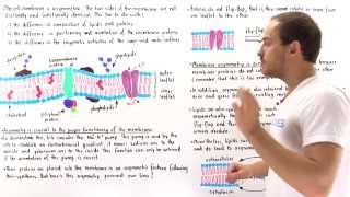 Asymmetry of Cell Membrane [upl. by Buehrer]