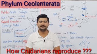 104 Phylum Coelenterata or Cnidaria  Life cycle of Coelenterates  Fsc Biology Kingdom Animalia [upl. by Federico]