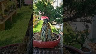 Mystery bush🌳 bonsai fyp juniper shinpaku cuttings repot howto diy Switzerland pumice m [upl. by Ahsaya]