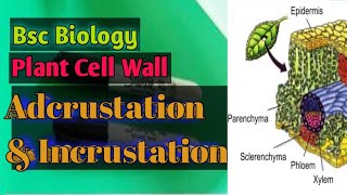 Adcrustation amp Incrustation In Plant Cell Wall Plant Tissue  Bsc Biology  Lectures18 asishsir [upl. by Nibbor693]