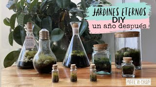 Jardín Eterno en una botella cerrada un año después  Ideas DIY con plantas [upl. by Main]