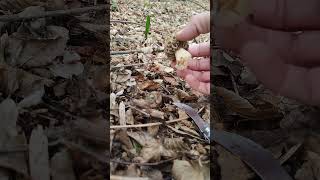 Morel mushroom🍄Morchella esculenta26032024grzyby forest nature wild new mushroom morel [upl. by Berna233]