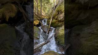 A mossy wonderland in Okanagan Valley BC 🇨🇦 okanaganvalley okanaganlife britishcolumbia [upl. by Northrop]