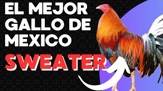 LOS SECRETOS DEL GALLO SWEATER Y POR QUÉ ES DE LOS MEJORE GALLOS 🐓🇲🇽🇺🇸 gallo galleros gallofino [upl. by Nonie679]