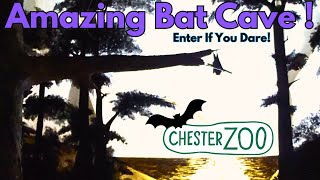 Incredible Bat Cave Exploration at Chester Zoo [upl. by Wappes]