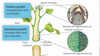 Visualizing Meristematic Tissue [upl. by Yaluz]