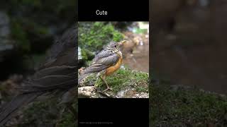 되지빠귀 Greybacked Thrush birds nature 0173 [upl. by Wehtta867]