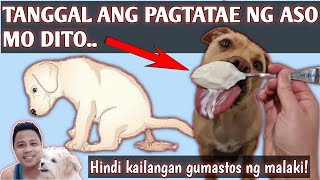 PAGTATAE NG ASO  HOME REMEDY LANG TANGGAL YANHINDI KAILANGANG GUMASTOS NG MALAKI [upl. by Gotthard]