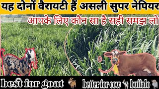 best super napier Grass Seeds in india super napier Grass cutting Napier grass to cng plant [upl. by Campbell]