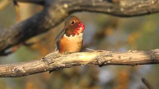 Rufous Hummingbird Closeup Preening [upl. by Mira]