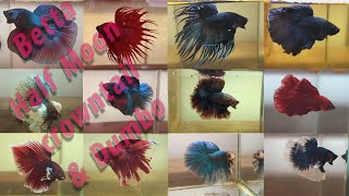 Top 10 Halfmoon Betta Fish 2021 Crown tail amp Dumbo [upl. by Eytak]