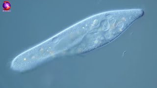 Paramecium  Study of Protozoa with characteristics classification and examples [upl. by Drofnelg422]