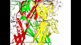 P2X purinergic receptor with sound [upl. by Adnomar]