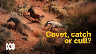 Covet catch or cull managing feral horses in Australia 🐎  Meet the Ferals Ep 1  ABC Australia [upl. by Erdah]