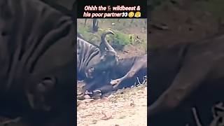 Poor wildbeest🦌😤😳  wildbeest vs wildbeest fight  animals video  Wildshikaari007  shorts [upl. by Ettenrahs]