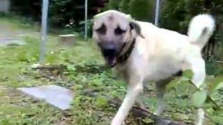 Rottweiler vs Kangal  STRONG FIGHT [upl. by Noiztneb]