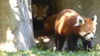 Baby red panda twins and their momma [upl. by Eelsnia]