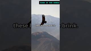 quotAndean Condor Soaring Giant of the Andes  30 Second Insightsquot [upl. by Aicatsanna]