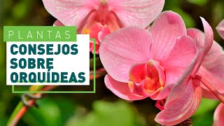 Trucos para cuidar la orquídea  Plantas y flores en VERDECORA [upl. by Devi]